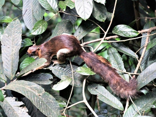 Giant Squirrel Walshe Bukit Patoi IMG_2238 - Copy.jpg