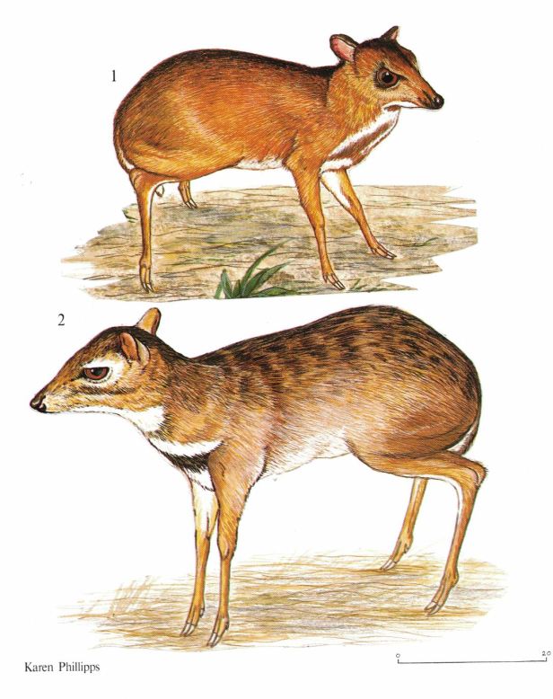 Mouse Deer of Brunei.jpg