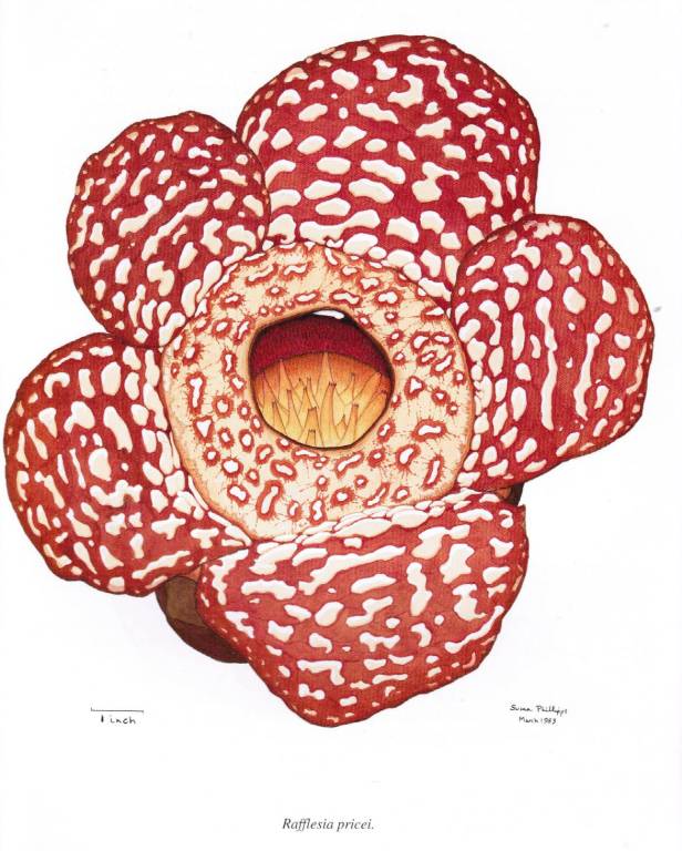 MP Rafflesia flower 300 dpi - Copy.jpg