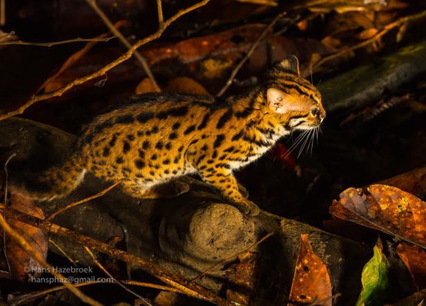 Leopard Cat  Felis benghalensis Hans Hazebroek Ulu Ulu Resort.jpg